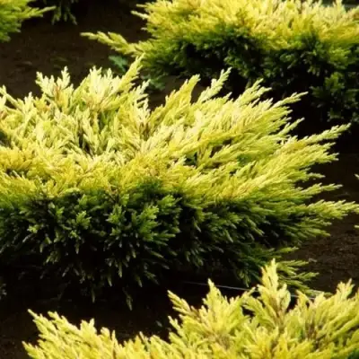 Можжевельник ЛАЙМ ГЛОУ горизонтальный  в Рогачеве