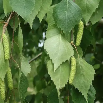 Береза бумажная в Рогачеве