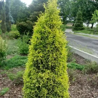 Можжевельник ГОЛД КОН обыкновенный в Рогачеве