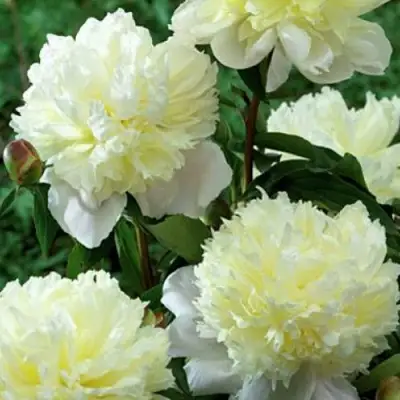 Пион ЛАУРА ДЕСЕРТ травянистый в Рогачеве