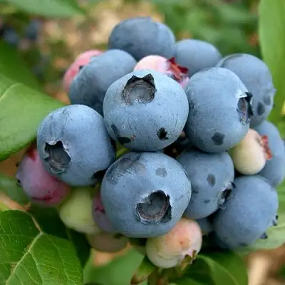 Голубика КОЛЛИНЗ в Рогачеве