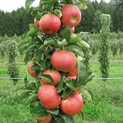 Яблоня ЯНТАРНОЕ ОЖЕРЕЛЬЕ колонновидная в Рогачеве