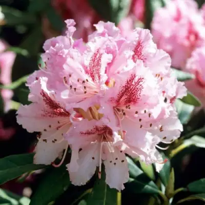 Рододендрон ЧИР в Рогачеве