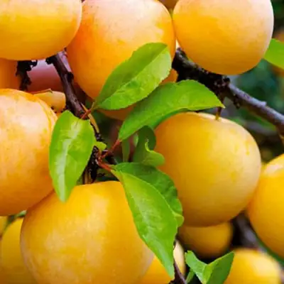 Слива МЕДОВАЯ ЖЁЛТАЯ в Рогачеве