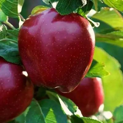 Яблоня РЕД ЧИФ в Рогачеве