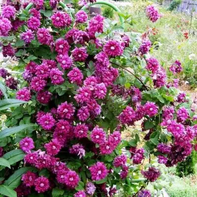 Клематис ПУРПУРЕА ПЛЕНА ЭЛЕГАНС в Рогачеве