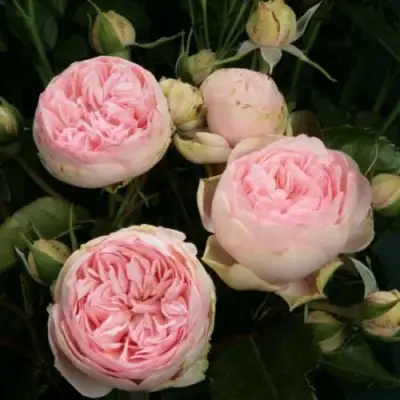 Роза ЧАРМИНГ ПИАНО спрей в Рогачеве