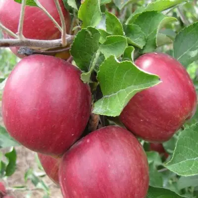 Яблоня МОСКОВСКОЕ ОЖЕРЕЛЬЕ колонновидная в Рогачеве