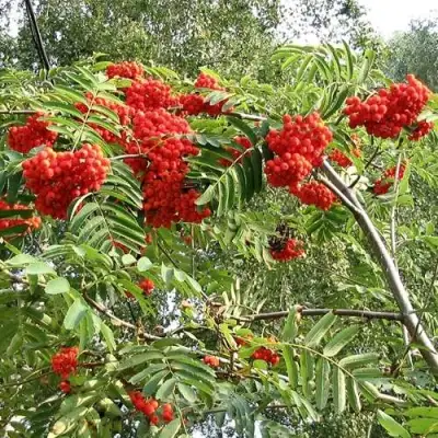 Рябина САХАРНАЯ ПЕТРОВА сладкоплодная в Рогачеве