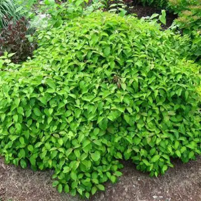 Дерен КЕЛСЕИ шелковистый  в Рогачеве