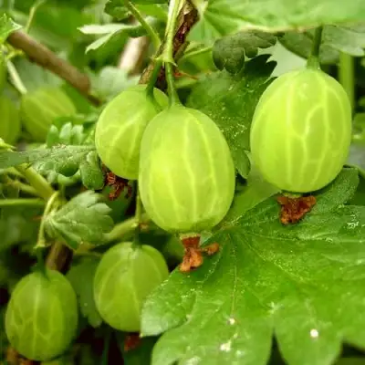 Крыжовник МАЛАХИТ в Рогачеве