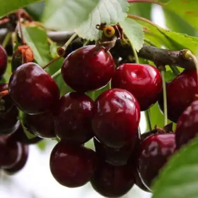 Вишня НОВОДВОРСКАЯ в Рогачеве