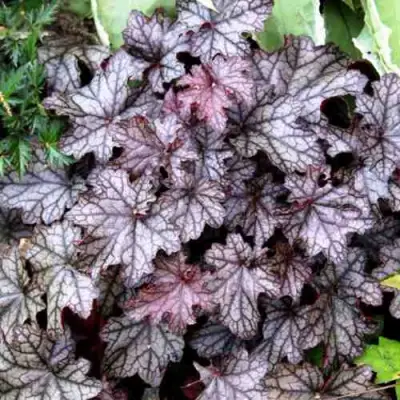 Гейхера ШУГА ФРОСТИНГ в Рогачеве