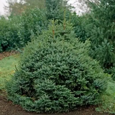 Ель НАНА сербская в Рогачеве