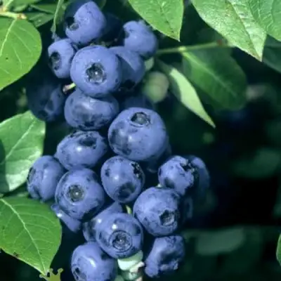 Голубика НОРТ КАНТРИ в Рогачеве