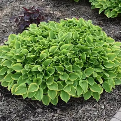 Хоста ГОЛДЕН ТИАРА в Рогачеве