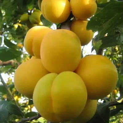 Слива ЛОДВА в Рогачеве