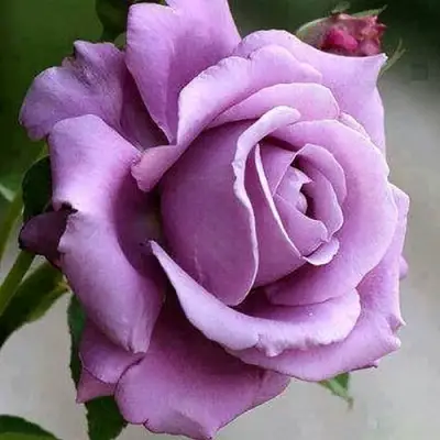 Роза МАЙЗЕР чайно-гибридная в Рогачеве