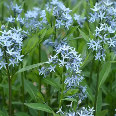 Амсония иволистная в Рогачеве