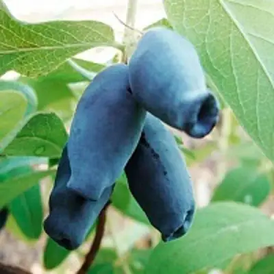 Жимолость съедобная АМФОРА в Рогачеве