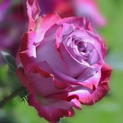 Роза ДИП ВОТЕР чайно-гибридная в Рогачеве