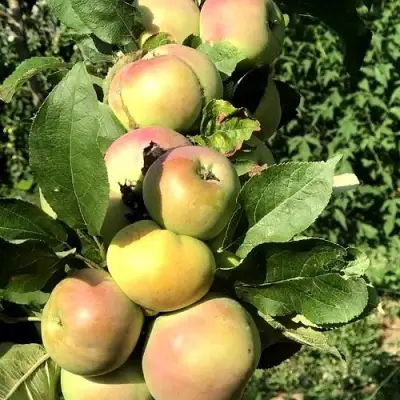 Яблоня ПРИОКСКОЕ колонновидная в Рогачеве