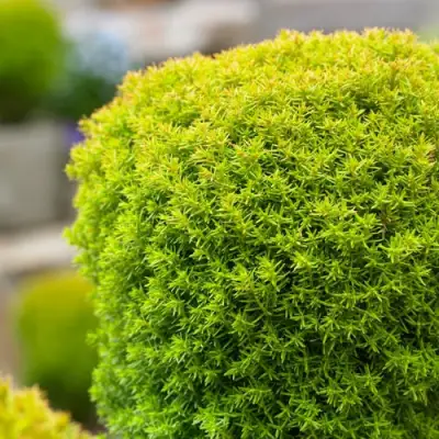 Туя АННИЕК западная в Рогачеве