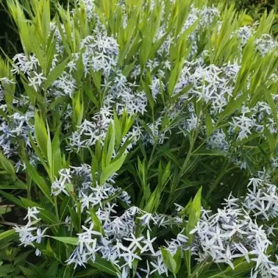 Амсония иволистная в Рогачеве