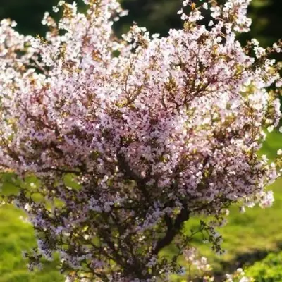 Сакура КОЙО НО МАЙ в Рогачеве