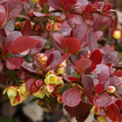 Барбарис КАРМЕН тунберга в Рогачеве