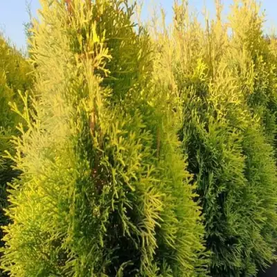 Туя ГОЛДЕН СМАРАГД западная в Рогачеве