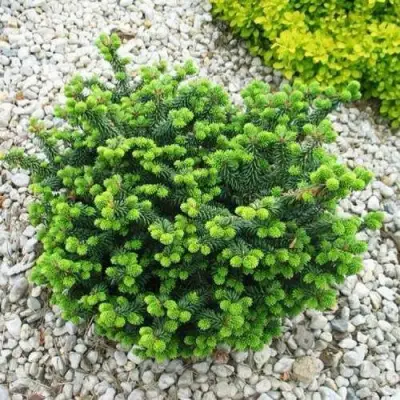 Пихта НАНА бальзамическая в Рогачеве