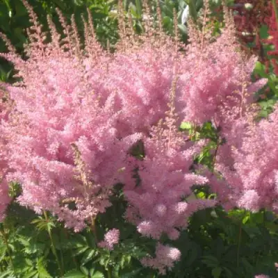 Астильба ЭДЕНС ОДИССЕЙ Арендса в Рогачеве