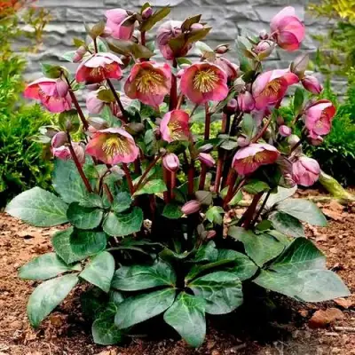 Морозник ВОСТОЧНЫЙ в Рогачеве