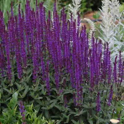 Шалфей КАРАДОНА в Рогачеве