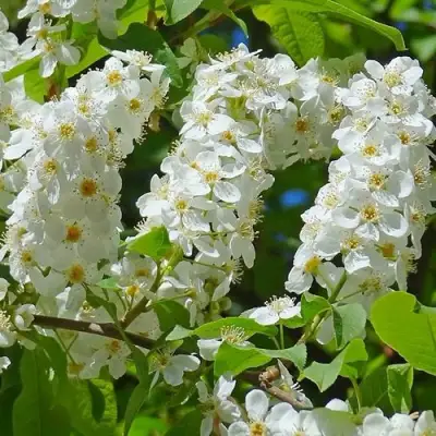 Черемуха ЧАЙКА в Рогачеве