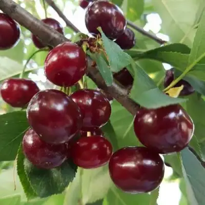 Дюк СЛАВЯНКА в Рогачеве