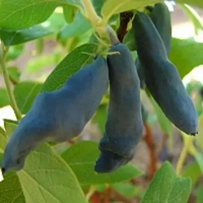 Жимолость съедобная НИМФА (ГАММА) в Рогачеве