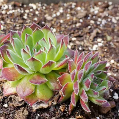 Молодило РУССКОЕ в Рогачеве