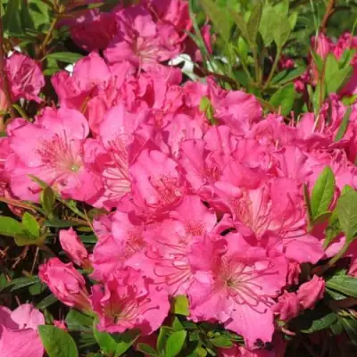 Азалия КИРСТИН японская в Рогачеве