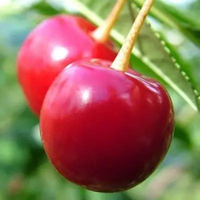 Вишня ЗАРАНКА в Рогачеве