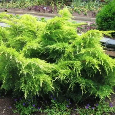 Можжевельник ГОЛД КОСТ средний в Рогачеве