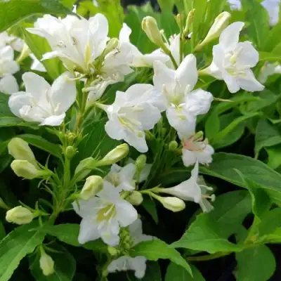 Вейгела БРИСТОЛЬСКАЯ СНЕЖИНКА в Рогачеве