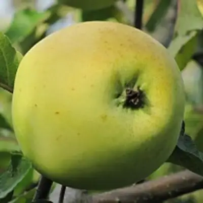 Яблоня РОССИЯНКА в Рогачеве