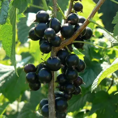 Смородина черная ВОЛОГДА в Рогачеве