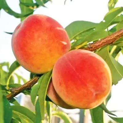 Персик ОНТАРИО в Рогачеве