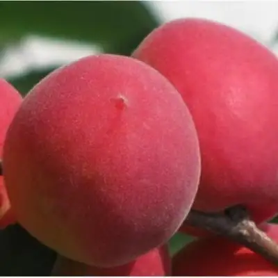 Абрикос РУБИН в Рогачеве