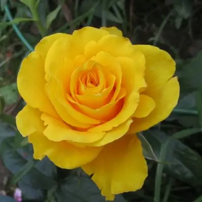 Роза КЕРИО чайно-гибридная в Рогачеве