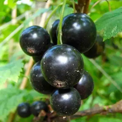 Смородина чёрная ЛЕНТЯЙ в Рогачеве