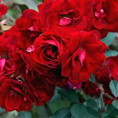 саженцы розы Чамплейн